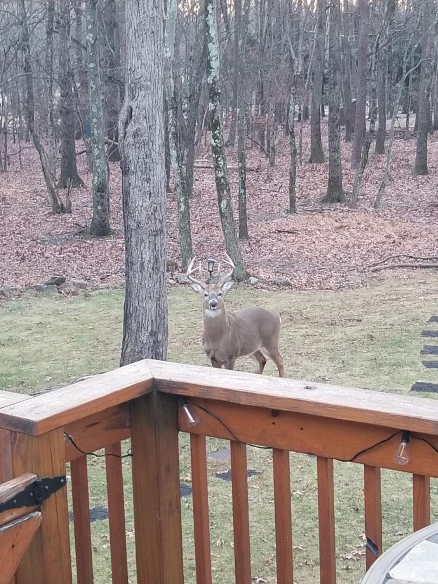 Serenity And Fun All In One In This Cozy Pocono Cabin Jim Thorpe Kültér fotó
